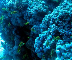 Blue water diving