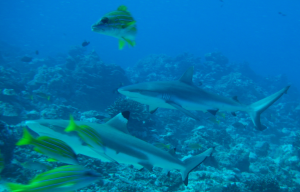 Black tipped reef shark off Tahiti