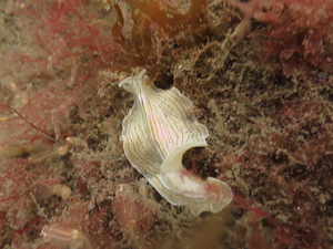 Candy Striped flat worm