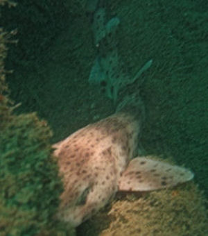 Scyliorhinus caniculus (Dogfish)