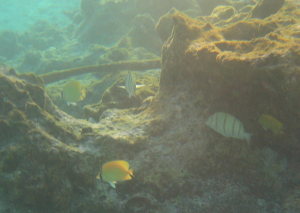 Snorkelling in the lagoon in Hao, French Polynesia
