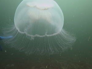 Jellyfish - non stinging variety