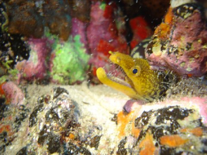 Moray eel in the waters off Tenerife