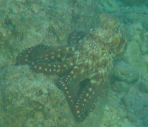 Snorkelling with an octopus in the lagoon in Hao, French Polynesia