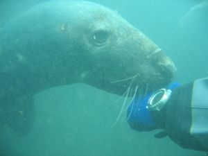 Inquisitive seal