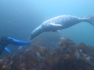 Seal playing with a diver